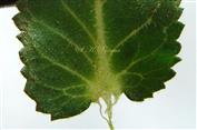  Leaf Base(Abaxial view)